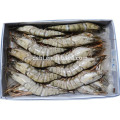 HL002 best quality largest fresh shrimp